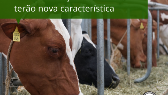 Avaliações Genéticas da Raça Holandesa terão nova característica